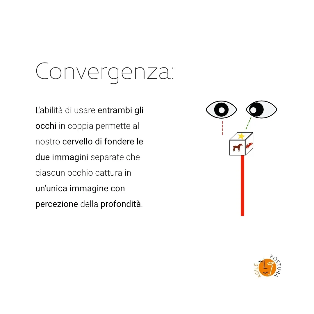 Convergenza: i due occhi lavorano in coppia e il cervello fonde le due immagini in una sola